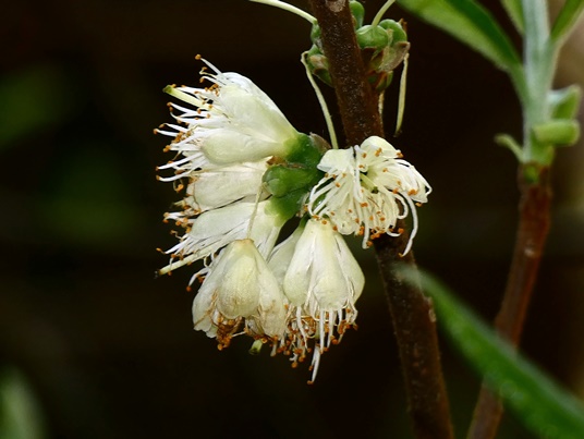 {Symplocos tinctoria}